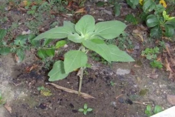 向日葵的变化有哪些，根据太阳移动整花盘和叶子的朝向