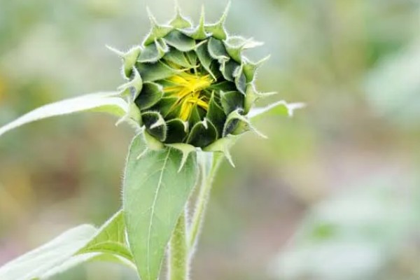 向日葵的变化有哪些，根据太阳移动整花盘和叶子的朝向