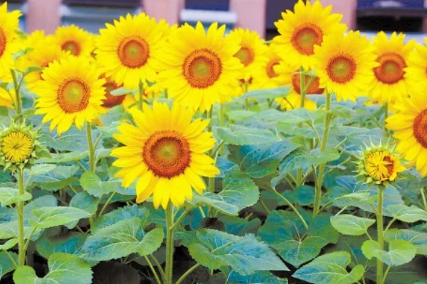 向日葵的变化有哪些，根据太阳移动整花盘和叶子的朝向