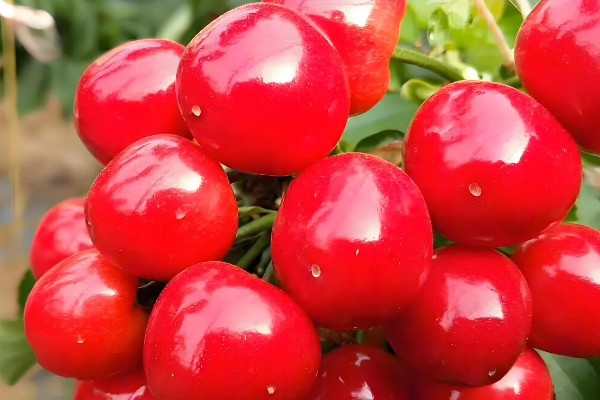 塔玛拉樱桃品种简介，是由捷克培育出来的樱桃品种