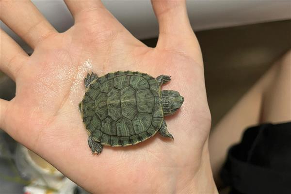 乌龟呕吐的原因是什么，可能是吃了能引起肠胃不适的食物