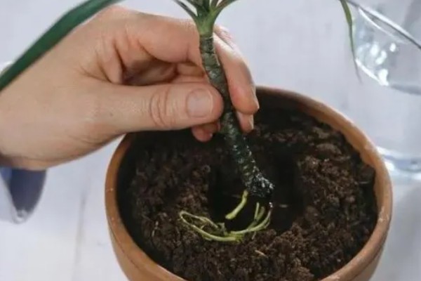 龙血树的扦插方法，用苯乙酸溶液浸泡后再插入土壤中