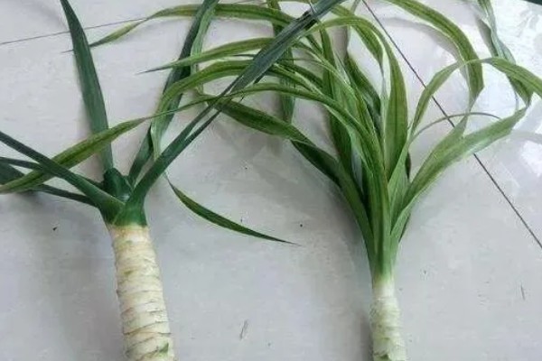 龙血树的扦插方法，用苯乙酸溶液浸泡后再插入土壤中