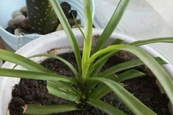 龙血树的扦插方法，用苯乙酸溶液浸泡后再插入土壤中