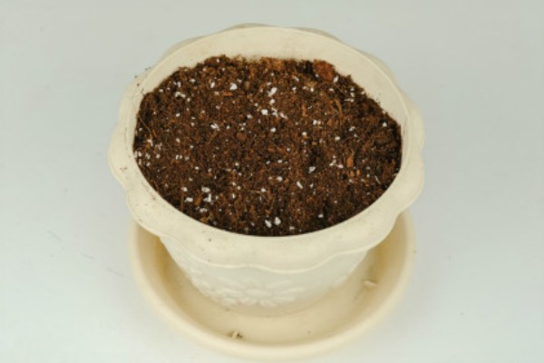 龙血树的扦插方法，用苯乙酸溶液浸泡后再插入土壤中