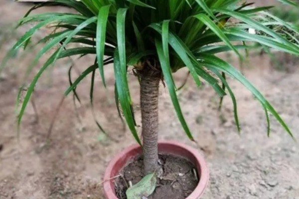 龙血树的扦插方法，用苯乙酸溶液浸泡后再插入土壤中