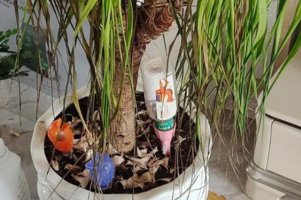 龙血树的扦插方法，用苯乙酸溶液浸泡后再插入土壤中