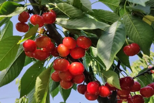 塔玛拉樱桃品种简介，是由捷克培育出来的樱桃品种