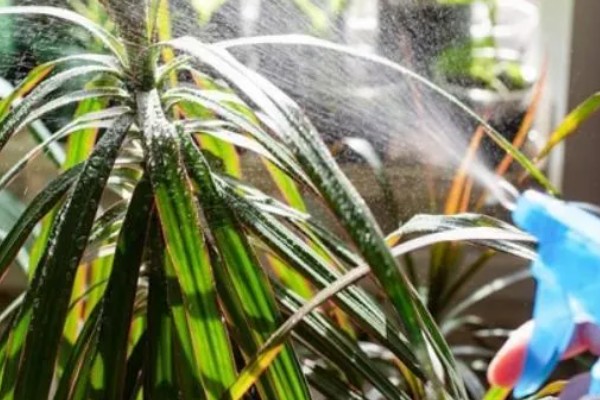 龙血树的扦插方法，用苯乙酸溶液浸泡后再插入土壤中