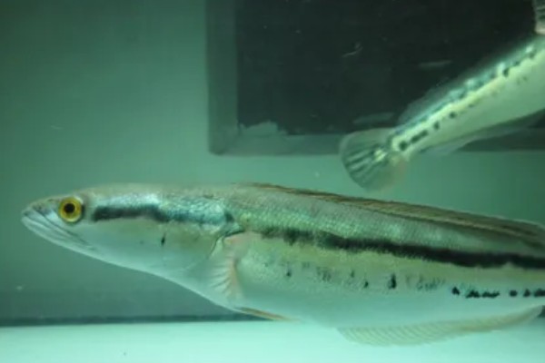 大铅笔鱼容易得白点病吗，很容易患上白点病