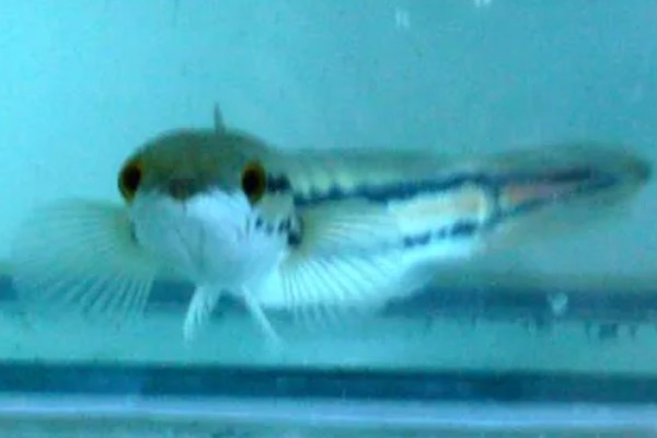 大铅笔鱼容易得白点病吗，很容易患上白点病