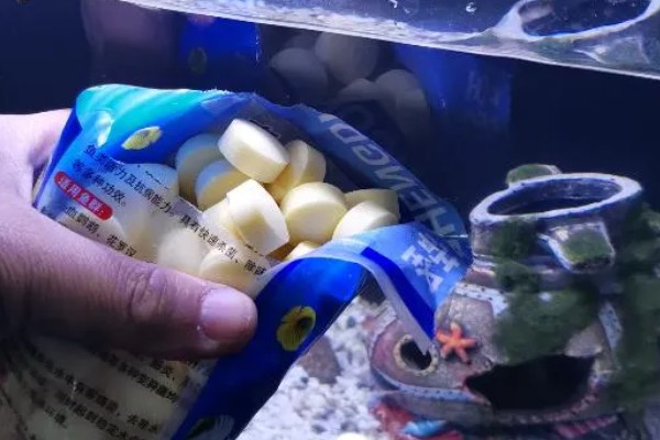 大铅笔鱼容易得白点病吗，很容易患上白点病