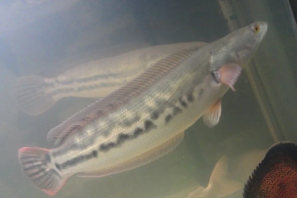 大铅笔鱼容易得白点病吗，很容易患上白点病