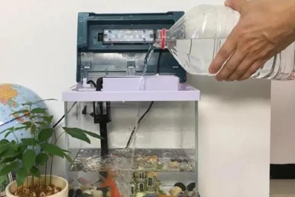 大铅笔鱼容易得白点病吗，很容易患上白点病