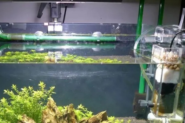 大铅笔鱼容易得白点病吗，很容易患上白点病