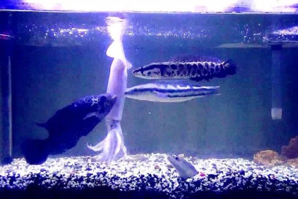 大铅笔鱼容易得白点病吗，很容易患上白点病