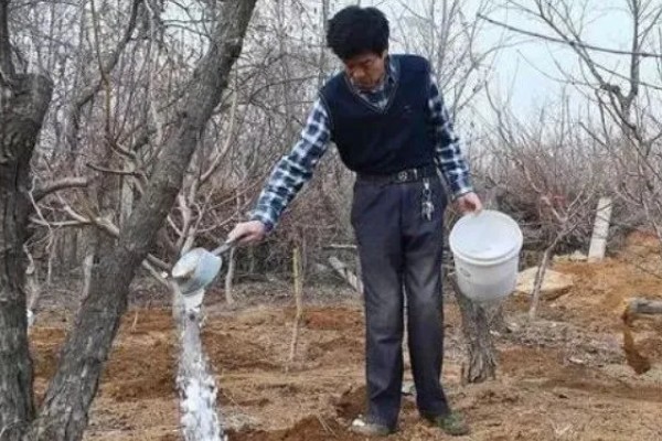 塔玛拉樱桃品种简介，是由捷克培育出来的樱桃品种