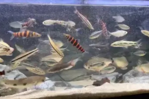 大铅笔鱼容易得白点病吗，很容易患上白点病