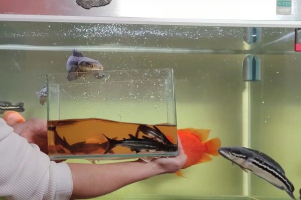 大铅笔鱼容易得白点病吗，很容易患上白点病