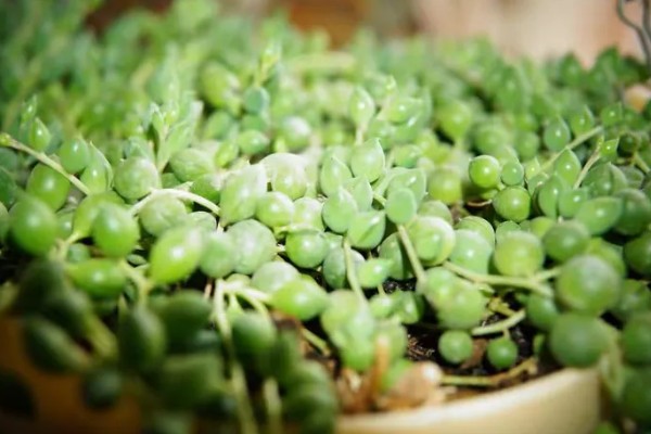 情人泪有什么花语，代表伤心的泪、纯洁朴素