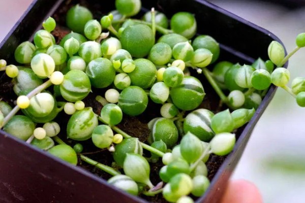 情人泪有什么花语，代表伤心的泪、纯洁朴素