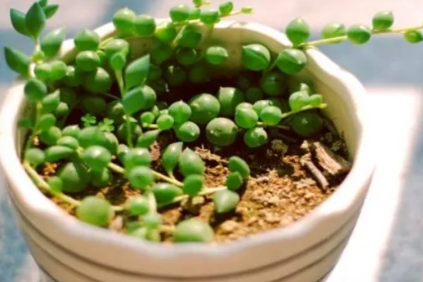 情人泪有什么花语，代表伤心的泪、纯洁朴素