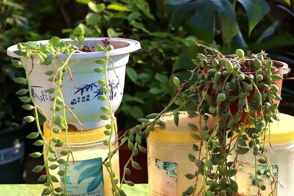 情人泪有什么花语，代表伤心的泪、纯洁朴素