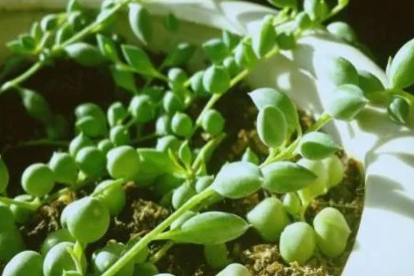 情人泪有什么花语，代表伤心的泪、纯洁朴素