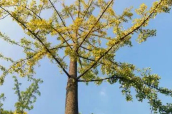 银杏分布在哪里，日本、朝鲜、韩国等国家都有分布