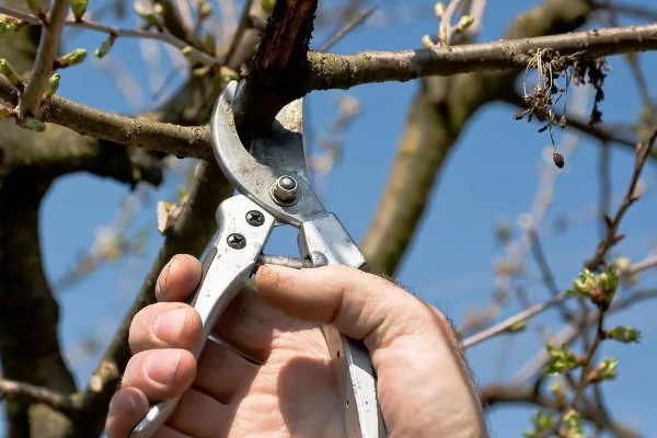 塔玛拉樱桃品种简介，是由捷克培育出来的樱桃品种