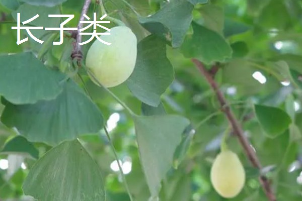 银杏分布在哪里，日本、朝鲜、韩国等国家都有分布