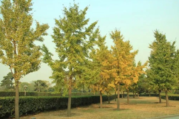 银杏分布在哪里，日本、朝鲜、韩国等国家都有分布