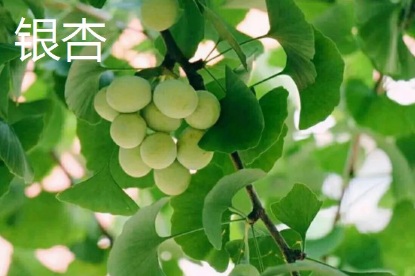 银杏分布在哪里，日本、朝鲜、韩国等国家都有分布