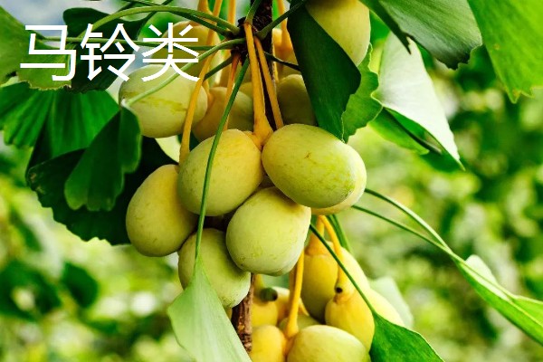 银杏分布在哪里，日本、朝鲜、韩国等国家都有分布