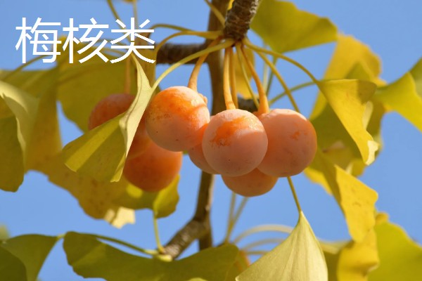 银杏分布在哪里，日本、朝鲜、韩国等国家都有分布