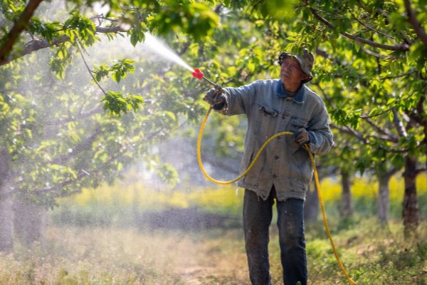 塔玛拉樱桃品种简介，是由捷克培育出来的樱桃品种