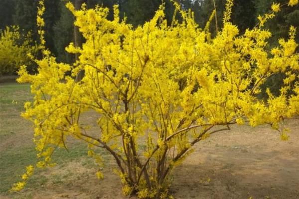 连翘树怎样修剪，修剪掉一些过于瘦弱的枝条