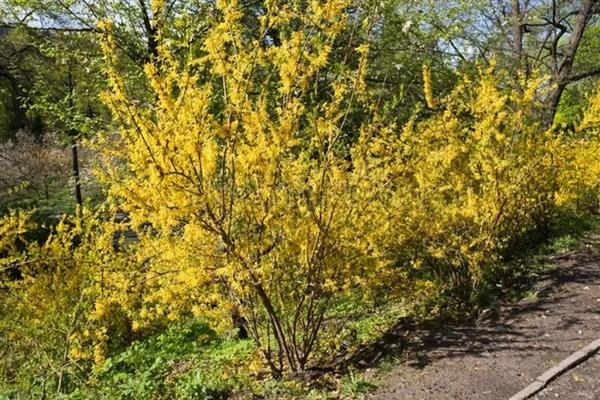 连翘树怎样修剪，修剪掉一些过于瘦弱的枝条