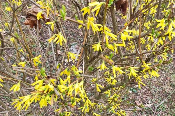 连翘树怎样修剪，修剪掉一些过于瘦弱的枝条