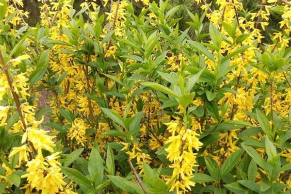 连翘树怎样修剪，修剪掉一些过于瘦弱的枝条