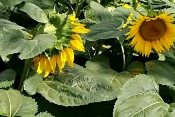 向日葵的变化有哪些，根据太阳移动整花盘和叶子的朝向