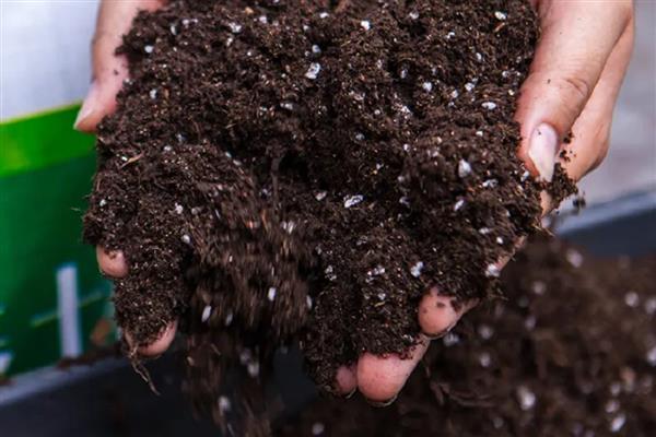 龙舌兰的分盆方法，将小苗从母株上面分离下来再重栽