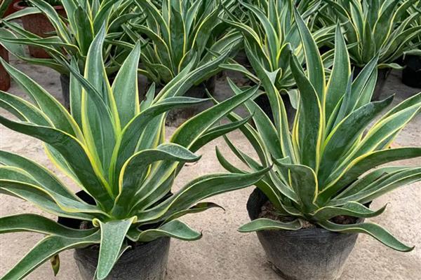 龙舌兰的分盆方法，将小苗从母株上面分离下来再重栽