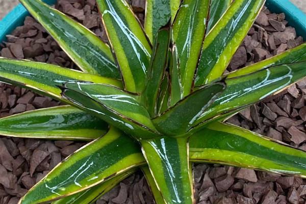 龙舌兰的分盆方法，将小苗从母株上面分离下来再重栽