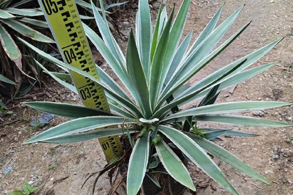 龙舌兰的分盆方法，将小苗从母株上面分离下来再重栽