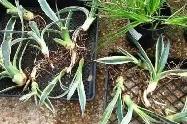 龙舌兰的分盆方法，将小苗从母株上面分离下来再重栽