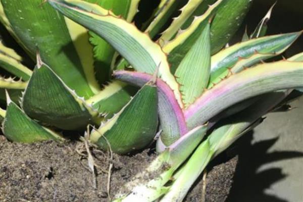 龙舌兰的分盆方法，将小苗从母株上面分离下来再重栽