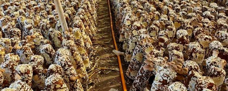 香菇如何种植，将菌种点播在菌袋中