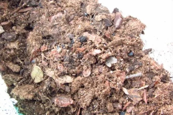 香菇如何种植，将菌种点播在菌袋中