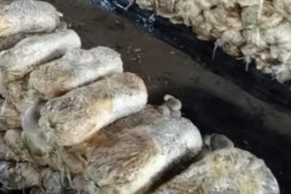 香菇如何种植，将菌种点播在菌袋中